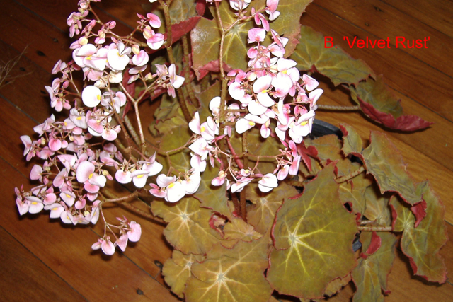 B. ‘Velvet Rust’